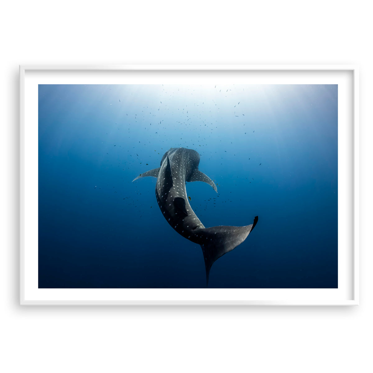 Styled preview in a white frame: Towards the light — whale shark swimming towards sunlight.