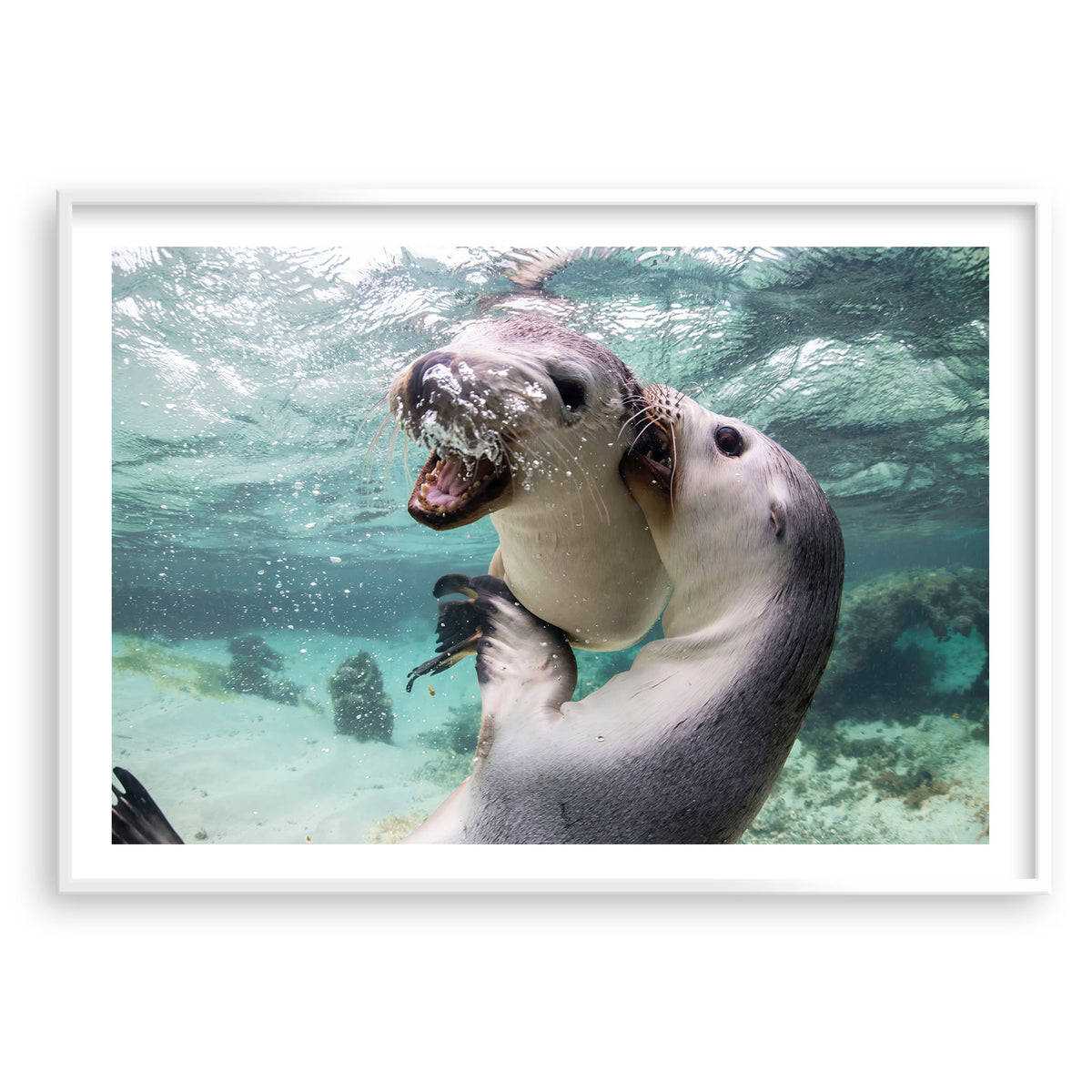 Styled preview in a white frame: Sibling love — two sea lion pups interacting underwater.