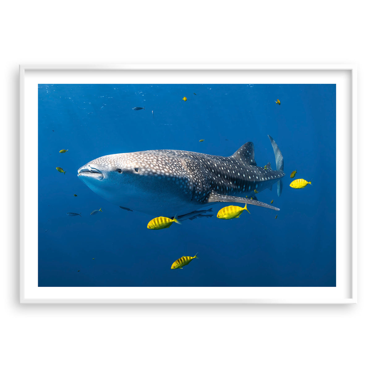 Styled preview in a white frame: Big fish little fish — whale shark accompanied by small yellow fish.