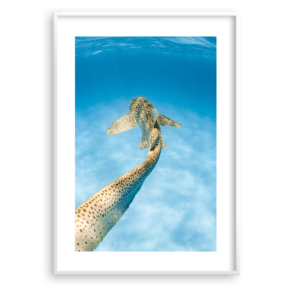 Styled preview in a white frame: Leopards tale — leopard shark swimming above a sandy seabed.