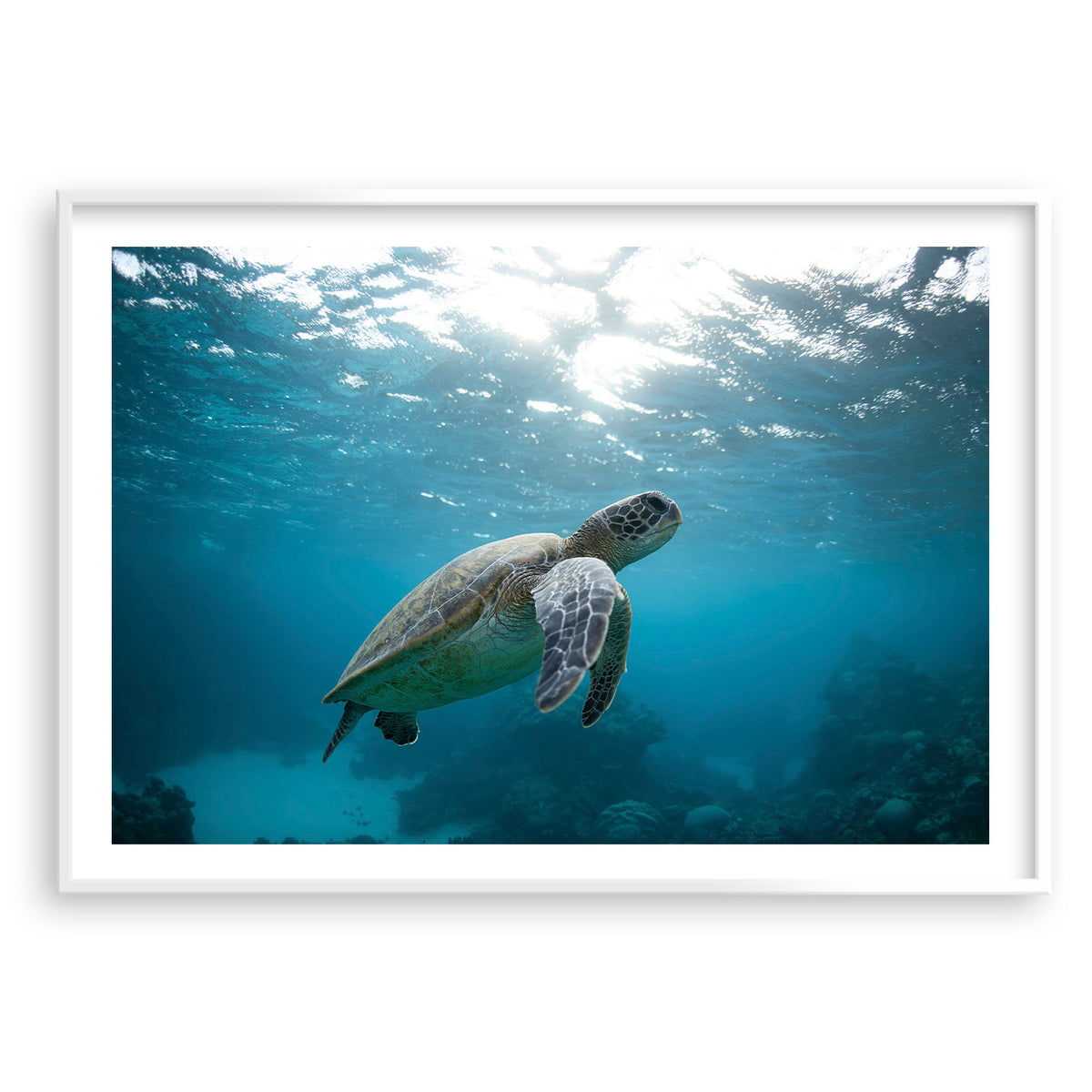 Styled preview in a white frame: Turtle Garden — turtle swimming beneath the sunlit ocean surface.