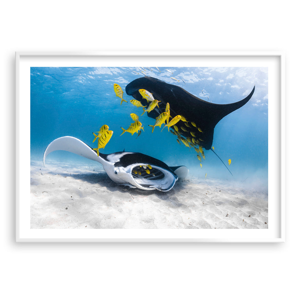 Styled preview in a white frame: Traffic — two manta rays and yellow fish above a sandy seabed.