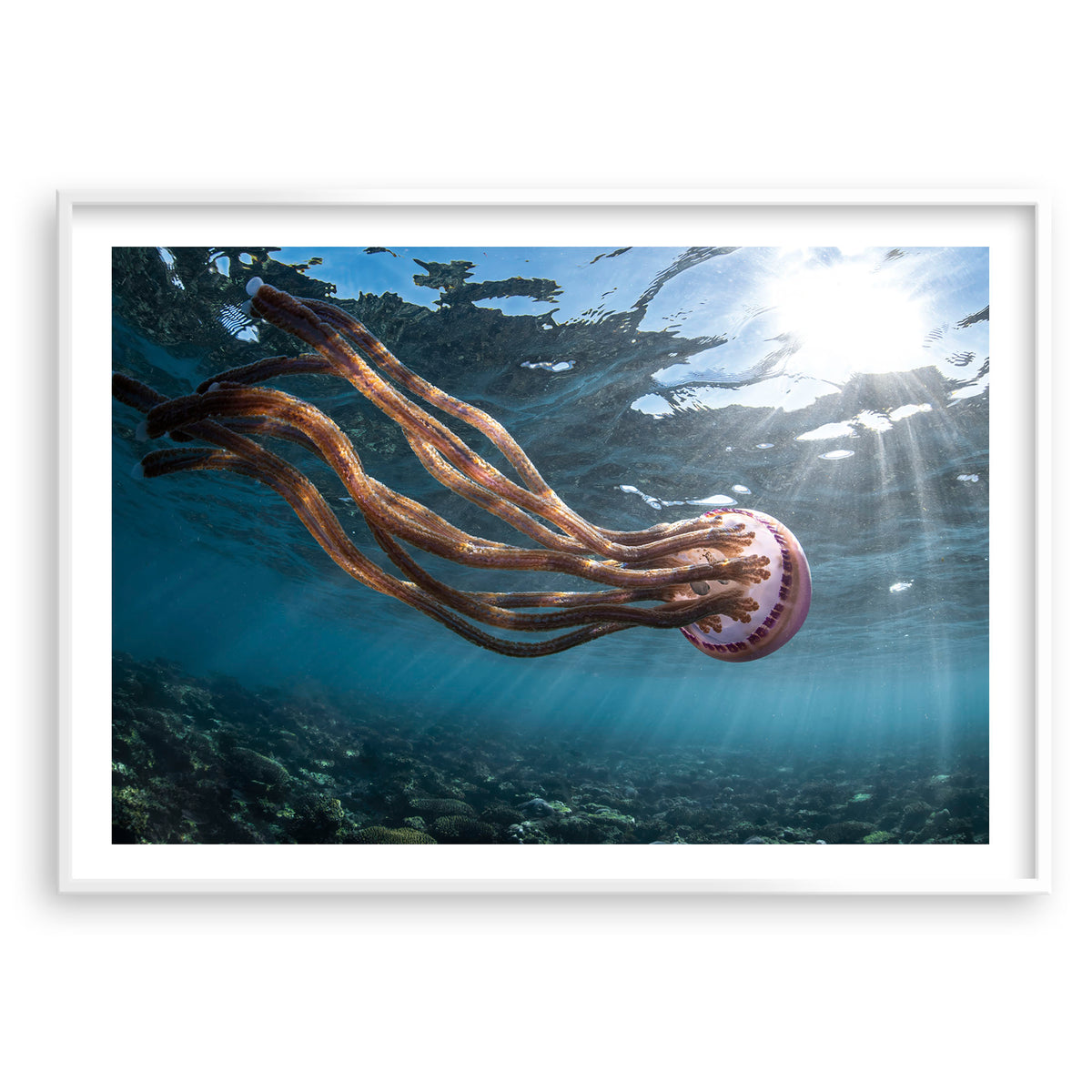 Styled preview in a white frame: Jellyfish magic — jellyfish near the sunlit ocean surface.