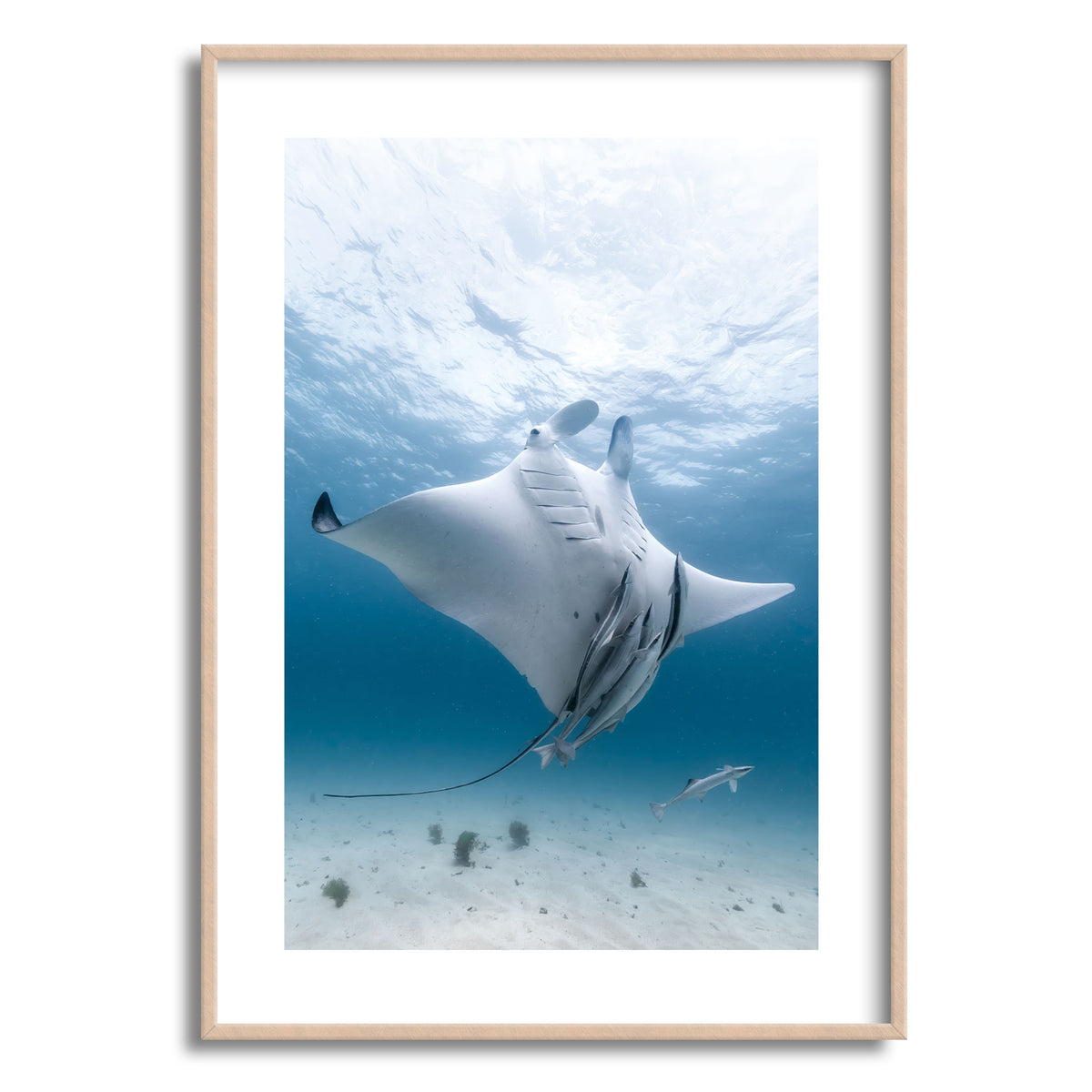 Styled preview in a wood frame: Angel — manta ray viewed from below with accompanying fish.