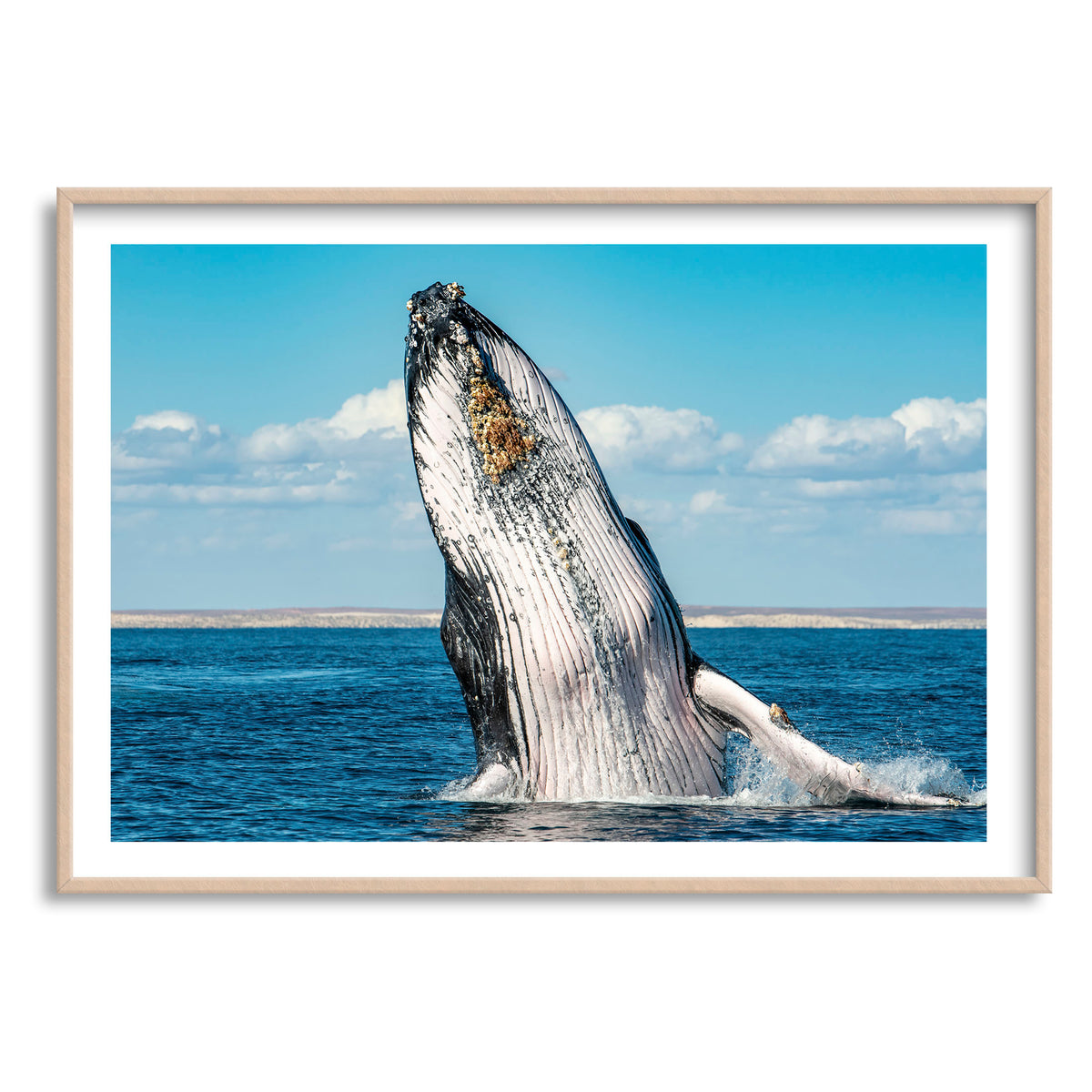 Styled preview in a wood frame: Humpback Highway — humpback whale breaching above the sea.
