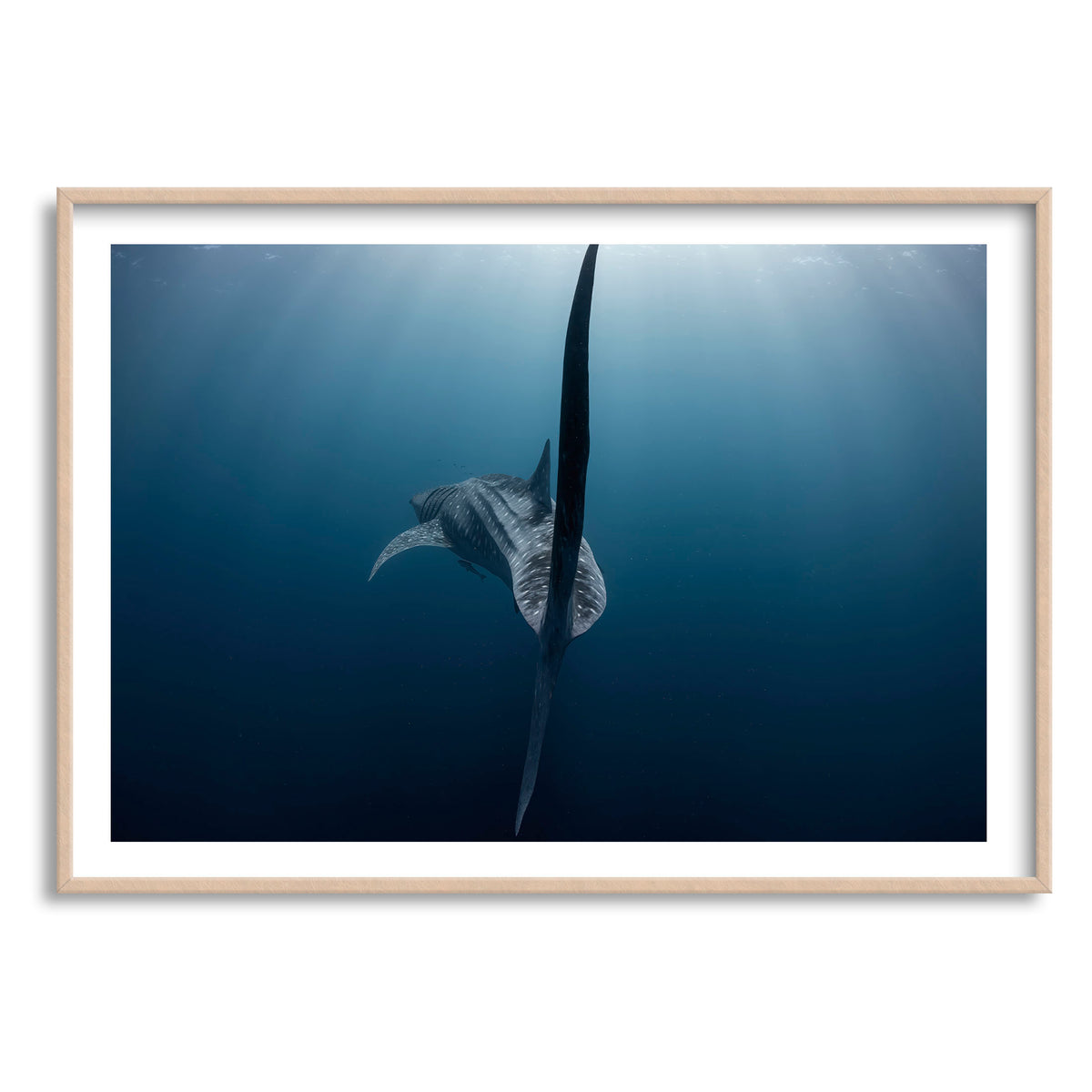 Styled preview in a wood frame: A Sharks tale — whale shark tail beneath the ocean surface.