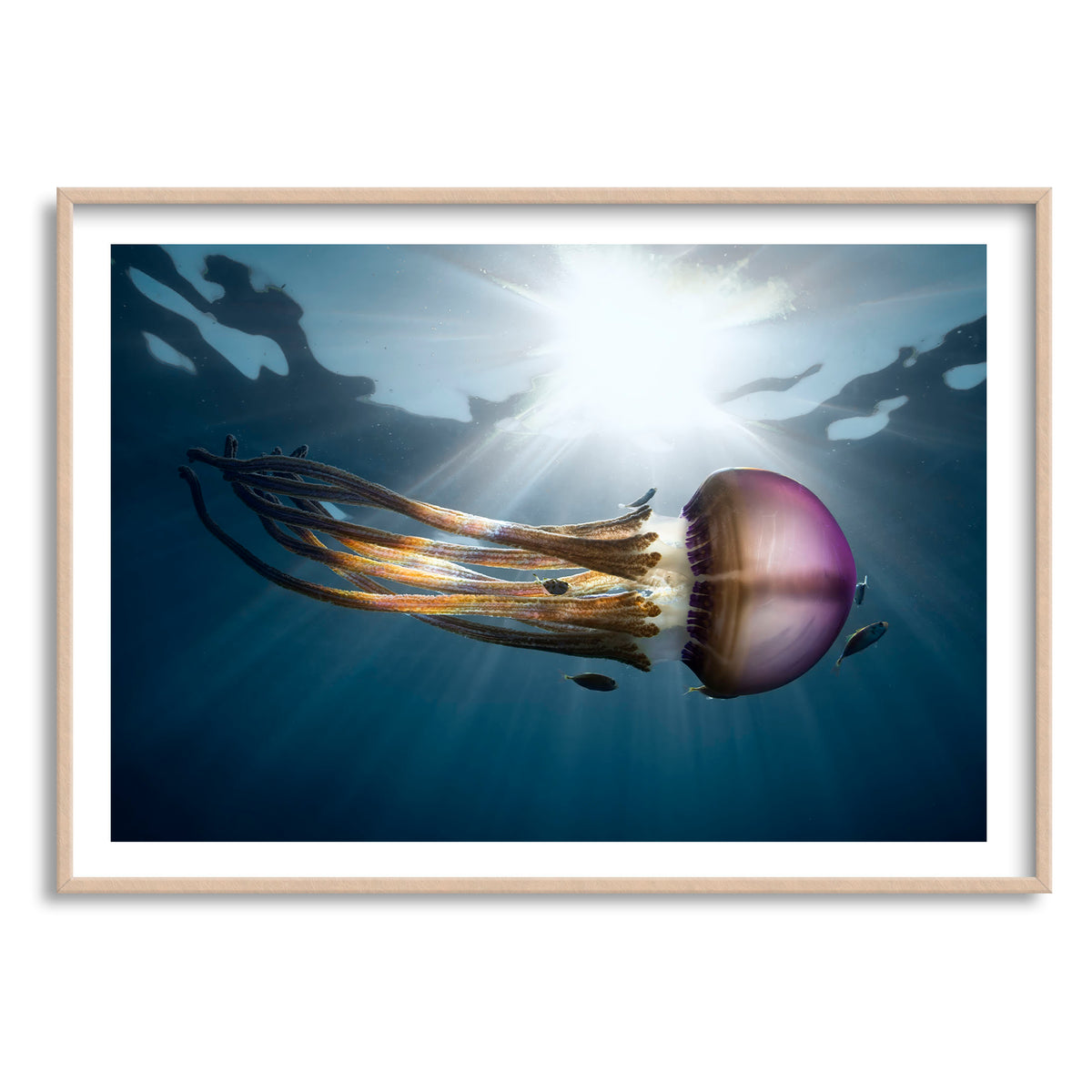 Styled preview in a wood frame: Rasta Jelly III — jellyfish with long trailing tentacles.