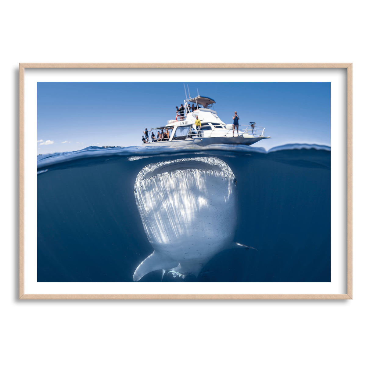 Styled preview in a wood frame: We're gonna need a bigger boat — split-level view of a whale shark beneath a boat.