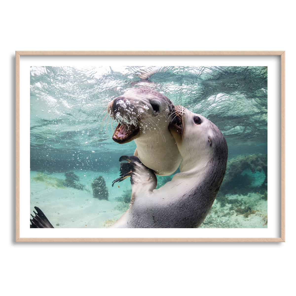 Styled preview in a white frame: Sibling love — two sea lion pups interacting underwater.