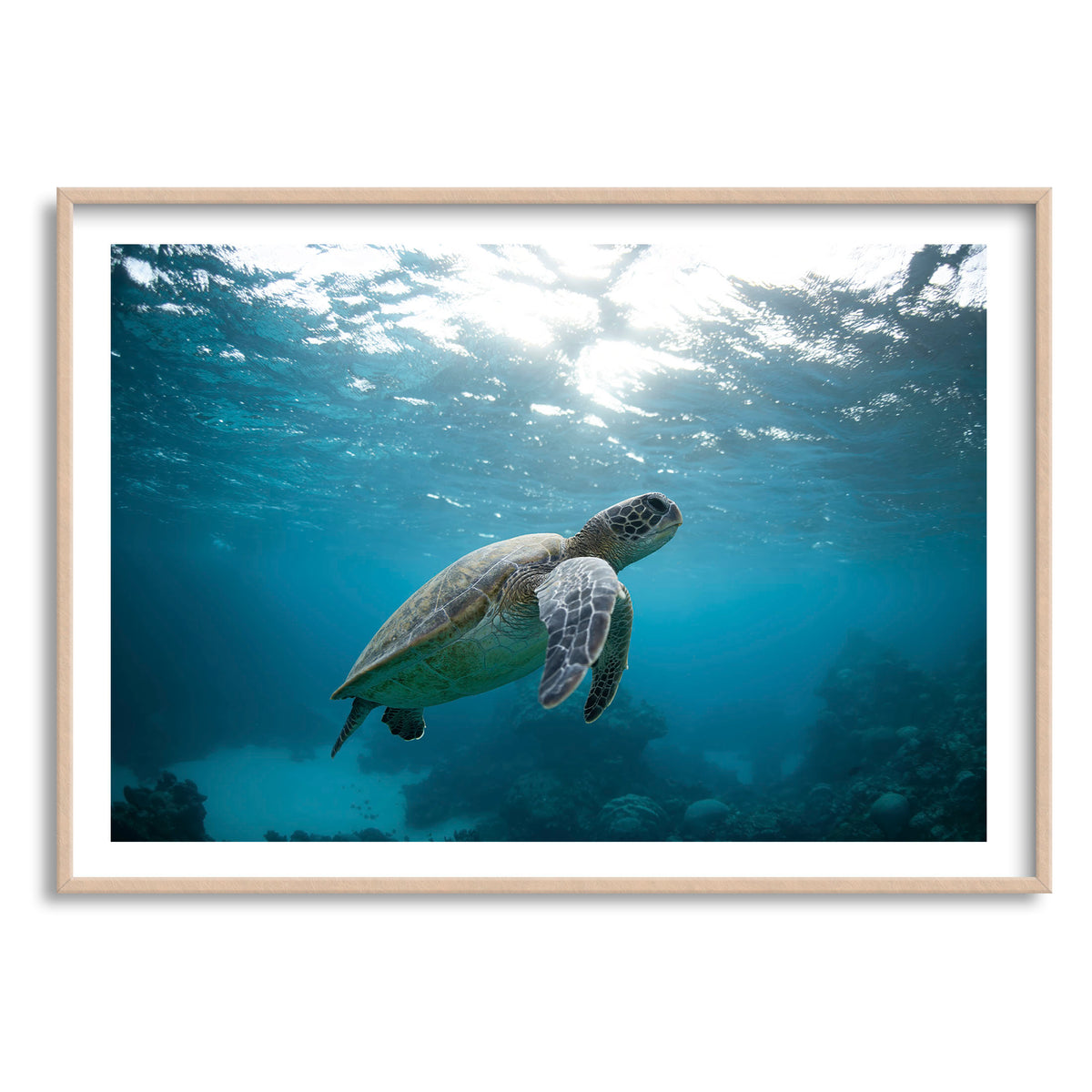 Styled preview in a wood frame: Turtle Garden — turtle swimming beneath the sunlit ocean surface.