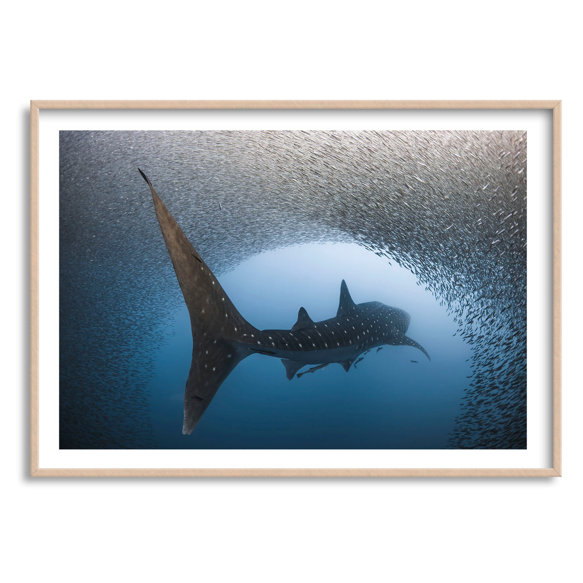 Styled preview in a wood frame: Light at the end of the tunnel — whale shark passing through a dense school of fish.