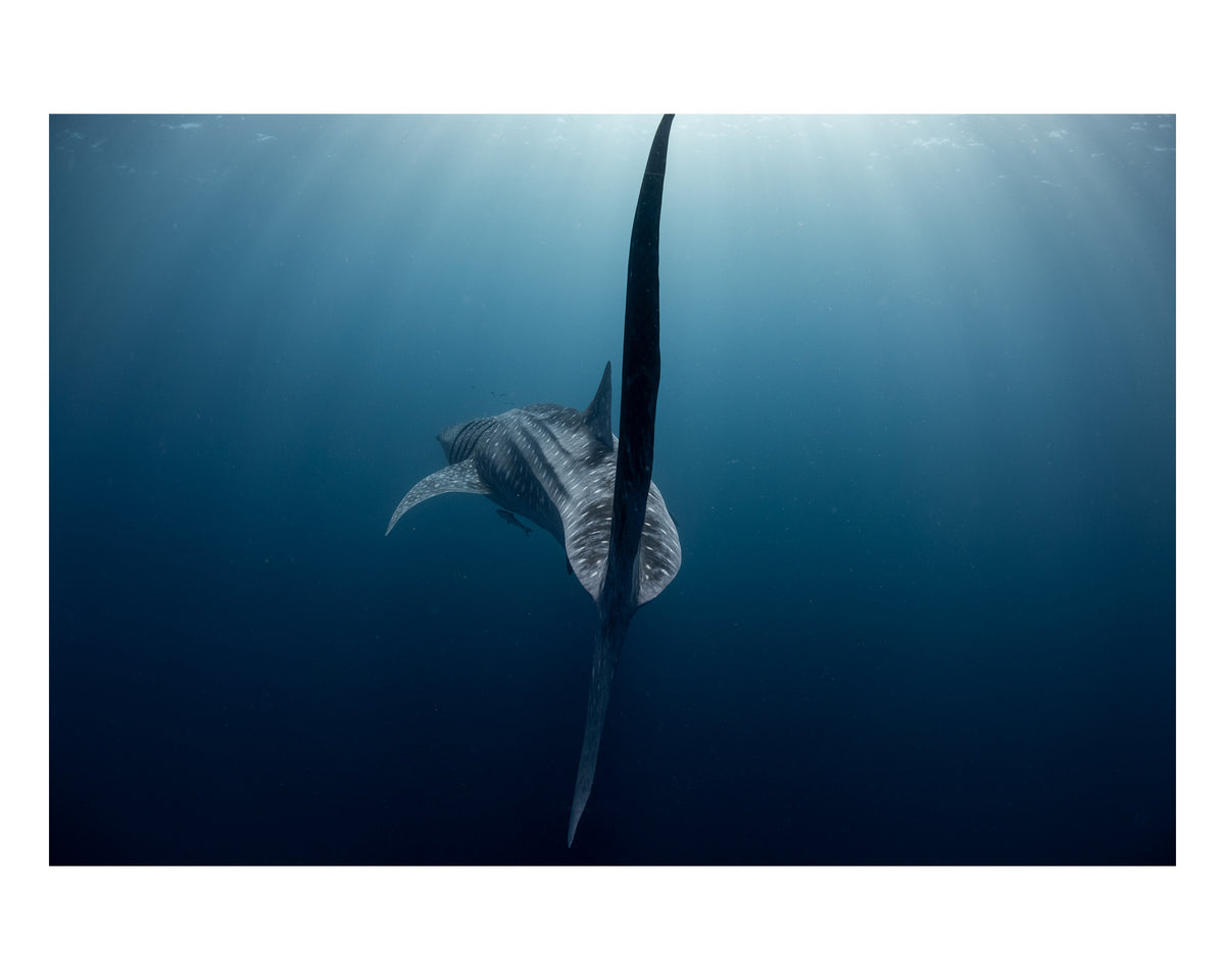 A Sharks Tale
