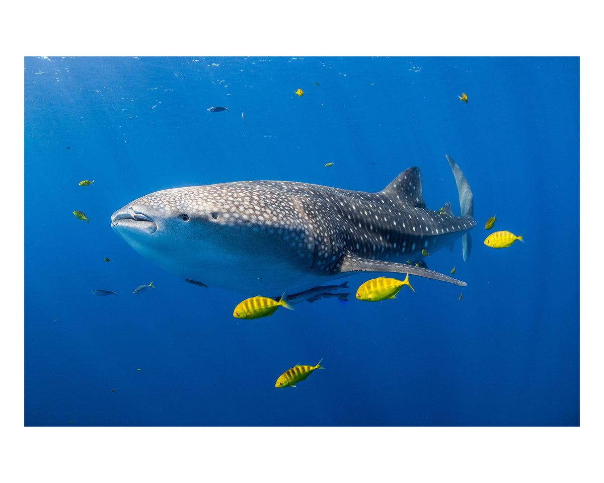 Big Fish Little Fish