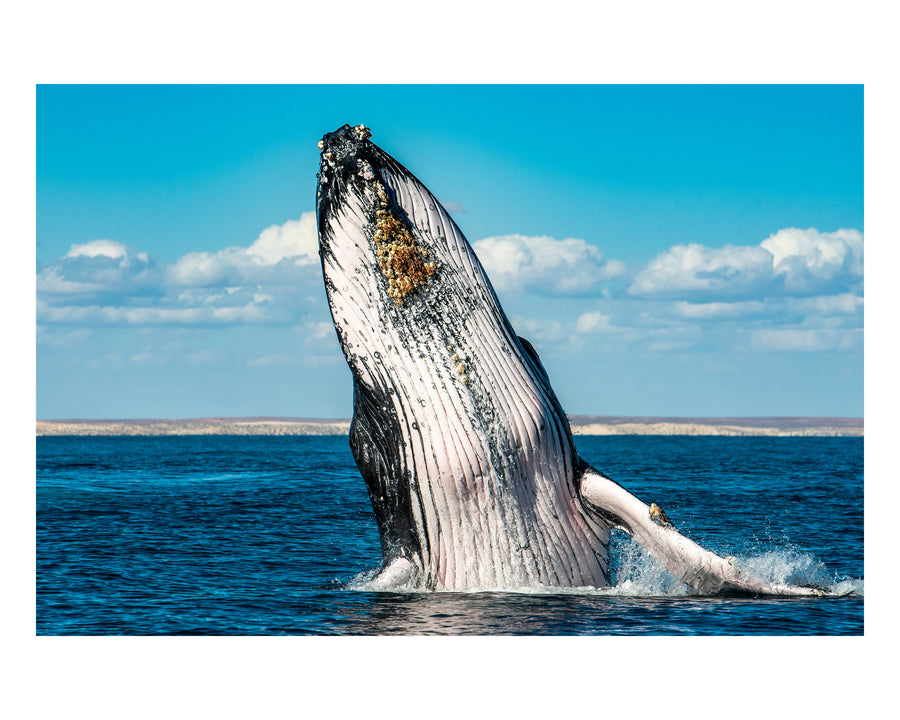 Humpback Highway