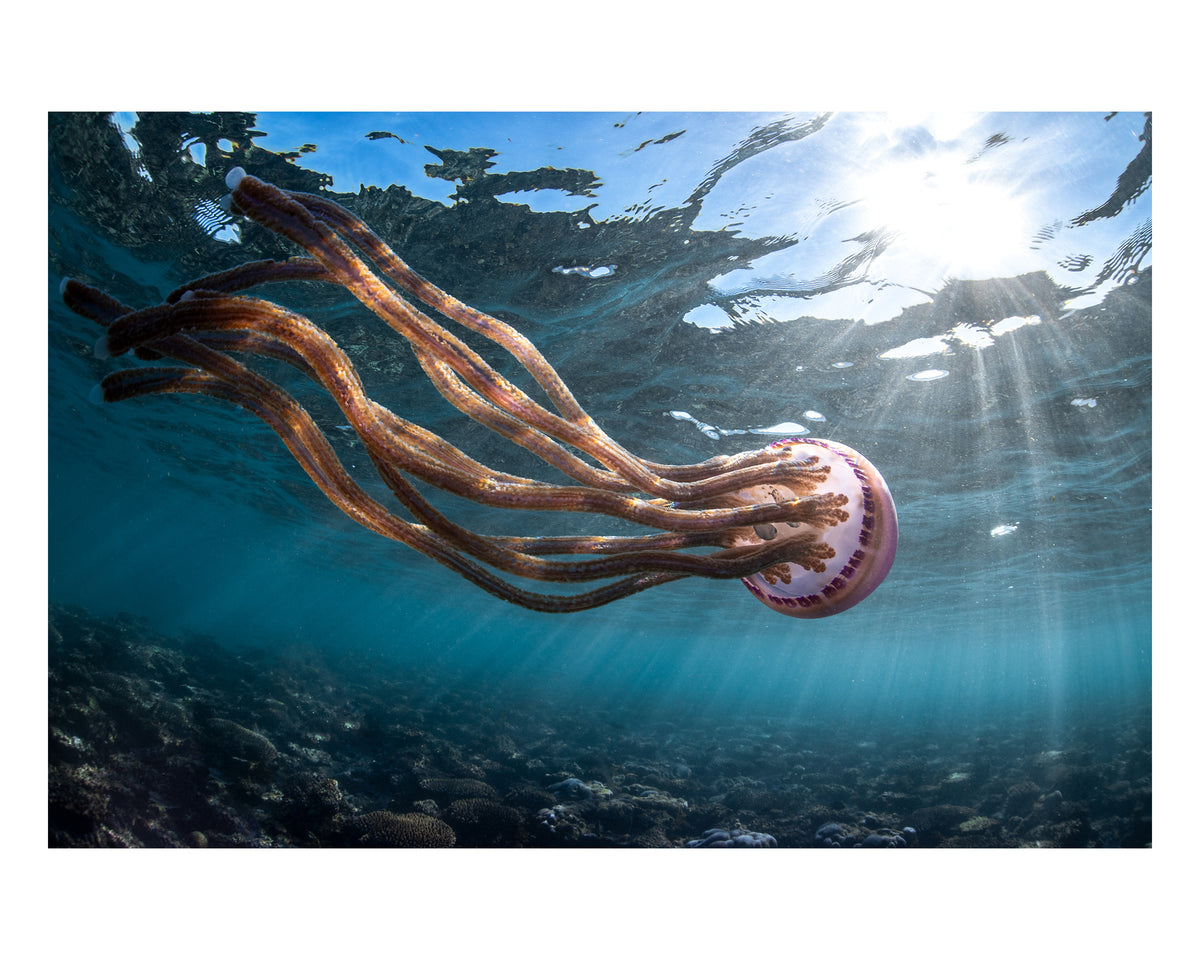 Jellyfish Magic