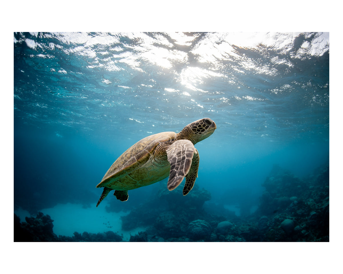 Turtle Garden